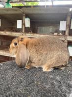 Duitse hangoor konijn, Dieren en Toebehoren, Konijnen, Hangoor