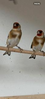 Koppel kleine putters, Dieren en Toebehoren