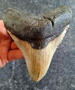 mooie brede MEGALODON TAND USA	236	gr	12.8x9.8x2.8	cm, Verzamelen, Mineralen en Fossielen, Ophalen of Verzenden, Fossiel