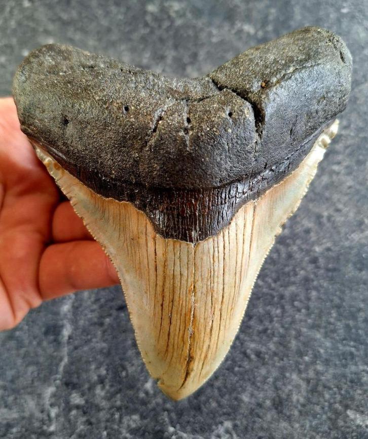 mooie brede MEGALODON TAND USA	236	gr	12.8x9.8x2.8	cm, Verzamelen, Mineralen en Fossielen, Fossiel, Ophalen of Verzenden