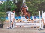 Super leuke 5 jarige ruin, Dieren en Toebehoren, Paarden, Springpaard, Gechipt, Ruin, 3 tot 6 jaar