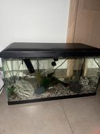 Aquarium 60 liter, Dieren en Toebehoren, Vissen | Aquaria en Toebehoren, Ophalen, Gebruikt