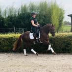 Pony ruiter gezocht voor super leuke D pony, Dieren en Toebehoren, B, Gechipt, Dressuurpony, Hengst