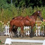 Dressuur hengstveulen!!!, Dieren en Toebehoren
