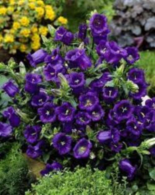 campanula medium diepblauw zaden (4200 stuks), Tuin en Terras, Bloembollen en Zaden, Zaad, Gehele jaar, Volle zon, Verzenden