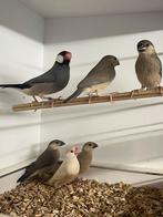 4 paddas / rijstvogels voor 50 euro!, Dieren en Toebehoren, Vogels | Overige Vogels