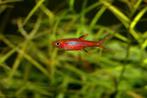 Hobbyaquarium Boraras Brigittae / Chilli rasbora, Poisson, Poisson d'eau douce, Banc de poissons