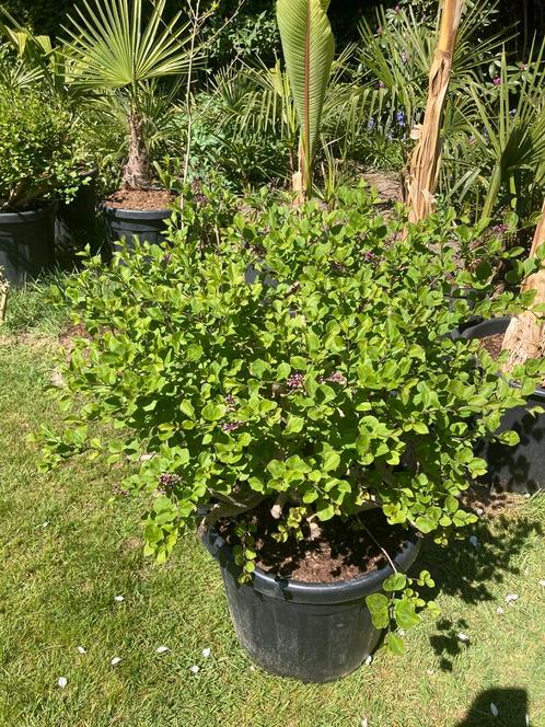 Syringa Mycrophylla superba (winterhard), Tuin en Terras, Planten | Struiken en Hagen, Ophalen
