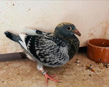 Jonge uit de kwekers, Plusieurs animaux, Pigeon voyageur