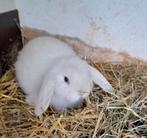 Jonge nederlandse hangoordwerg  vr., Dieren en Toebehoren, Vrouwelijk, Dwerg, Hangoor, 0 tot 2 jaar