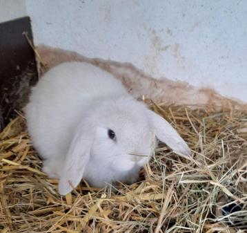 Jonge nederlandse hangoordwerg  vr. beschikbaar voor biedingen