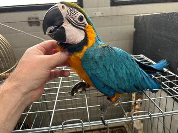 Baby blauw gele ara met een tikkie apart beschikbaar voor biedingen