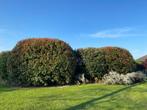 Jardinier paysagiste, Tuin en Terras, Planten | Bomen, Ophalen of Verzenden