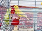 Canari, Animaux & Accessoires, Oiseaux | Canaris