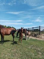 veulens, Dieren en Toebehoren, Paarden, Hengst, Z