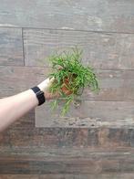 Rhipsalis nr 66, Ophalen