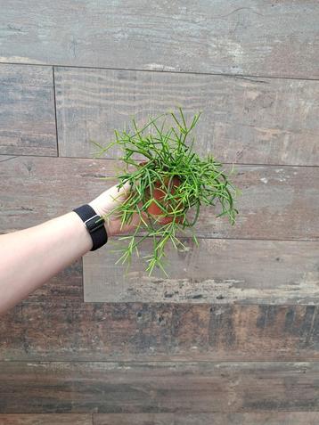 Rhipsalis nr 66 beschikbaar voor biedingen