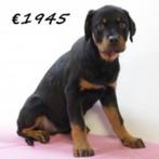 Trotse Rottweiler pups -kracht en loyaliteit in één pakketje, Dieren en Toebehoren, 15 weken tot 1 jaar, Handelaar, Buitenland