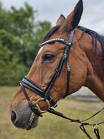 Recreatie paard, Jument