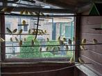 kanarie's te koop, Dieren en Toebehoren, Vogels | Kanaries