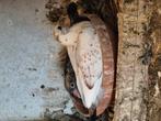Duiven gratis, Dieren en Toebehoren