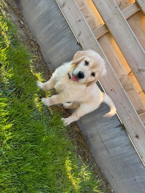 Golden Retriever pups, Dieren en Toebehoren, Honden | Retrievers, Spaniëls en Waterhonden, Meerdere dieren, Golden retriever, Fokker | Hobbymatig