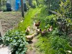 Broedeieren antwerpse baardkriel