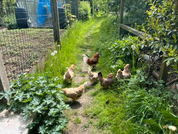 Broedeieren antwerpse baardkriel