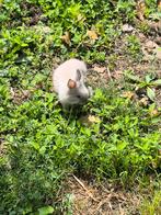 Dwergkonijntjes, Dieren en Toebehoren, Knaagdieren, Juli