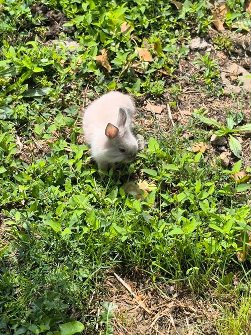Dwergkonijntjes, Dieren en Toebehoren, Knaagdieren, Juli