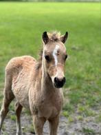 Mooi hengsten veulen, Dieren en Toebehoren, Hengst, Onbeleerd