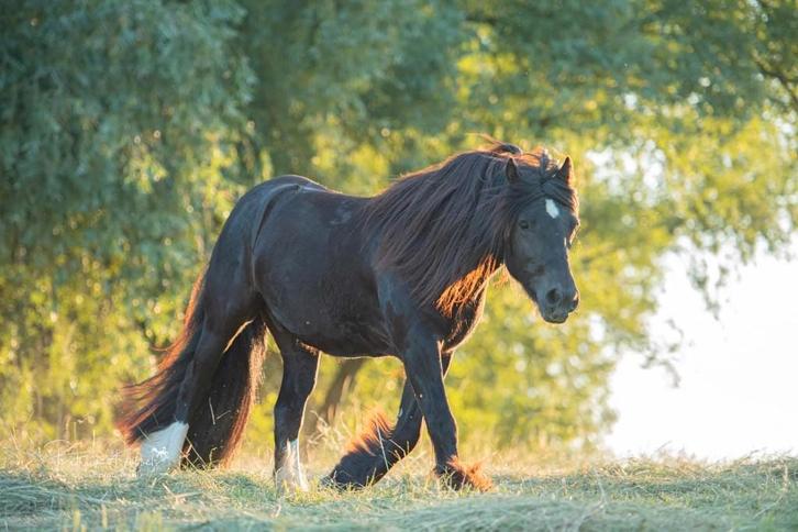 Irish cob, Animaux & Accessoires, Poneys, Hongre, Débourré, Poney D (1.37 m à 1.48m), Poney de récréation, 11 ans ou plus, Avec puce électronique