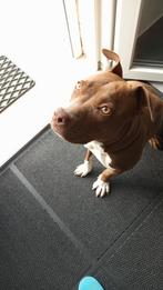 American staffordchire 8 mois, Animaux & Accessoires, 15 semaines à 1 an, Particulier, Parvovirose, Chienne