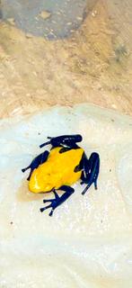 Dendrobates Citronella, Dieren en Toebehoren, Reptielen en Amfibieën, Amfibie, 0 tot 2 jaar