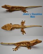 Wimpergekko man met lineage, Dieren en Toebehoren