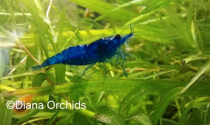 Blue Dream Neocaridina Garnalen * Oudenburg, Dieren en Toebehoren, Vissen | Aquariumvissen