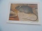knaagdieren- 10 postkaarten, Verzamelen, Postkaarten | Dieren, Ophalen of Verzenden, 1960 tot 1980, Ongelopen, Knaagdier