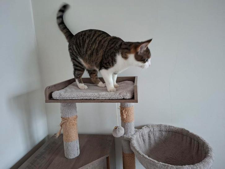 Krabpaal/kattenbakopberger, Animaux & Accessoires, Meubles griffoirs pour chats, Utilisé, Griffoir, Enlèvement