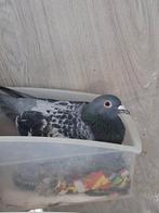 9 duivinnen die een nieuw huisje zoeken., Dieren en Toebehoren, Vogels | Duiven, Vrouwelijk, Postduif