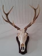 Edelhert gewei op plank, Verzamelen, Dierenverzamelingen, Ophalen, Zo goed als nieuw, Hert