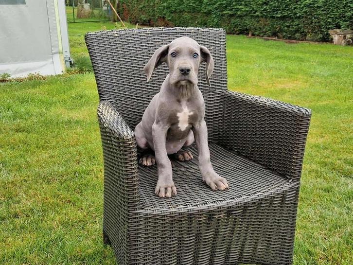 duitse dog pups blauw, zwart, Dieren en Toebehoren, Honden | Bulldogs, Pinschers en Molossers, Meerdere dieren, Overige rassen