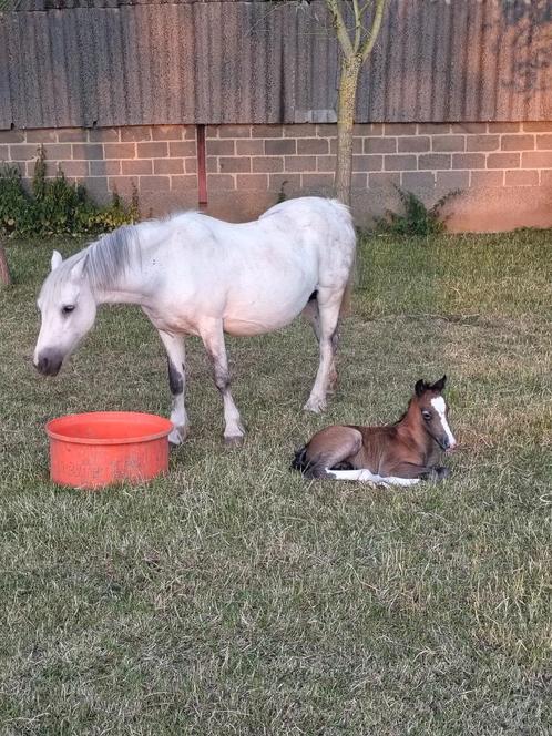 Welsh A merrie met veulen, Dieren en Toebehoren, Pony's, Merrie, Met stamboom, Gechipt, Ontwormd, Ingeënt
