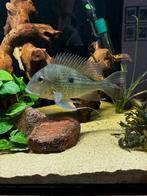 Geophagus sveni +- 25-30cm, Dieren en Toebehoren, Vissen | Aquariumvissen, Vis