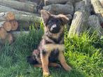 Duitse Herder pups, Dieren en Toebehoren, Honden | Herdershonden en Veedrijvers, België, 8 tot 15 weken, CDV (hondenziekte), Meerdere