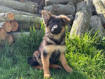 Chiots de Berger Allemand à poils longs, Parvovirose, Plusieurs, Belgique, Berger