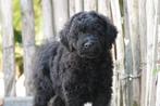 Medium Labradoodle pups met stamboom, België, 15 weken tot 1 jaar, Overige rassen, CDV (hondenziekte)