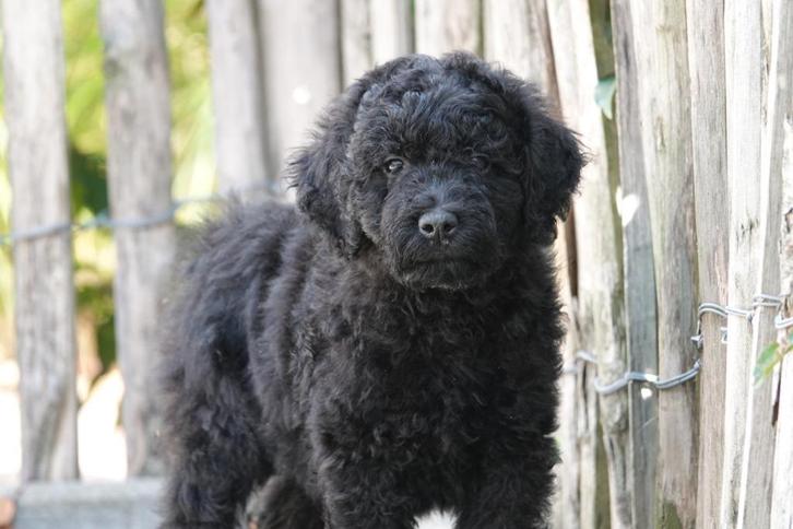 Medium Labradoodle pups met stamboom, Dieren en Toebehoren, Honden | Chihuahua's en Gezelschapshonden, Meerdere dieren, Overige rassen