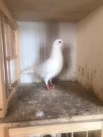 Witte reisduiven, Dieren en Toebehoren, Vogels | Duiven, Geslacht onbekend, Postduif
