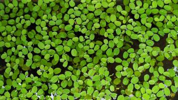 Salvinia minima - drijvende aquarium planten, Dieren en Toebehoren, Ophalen