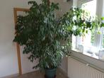 Kamerplanten, Huis en Inrichting, Kamerplanten, Ficus, Halfschaduw, In pot, 200 cm of meer